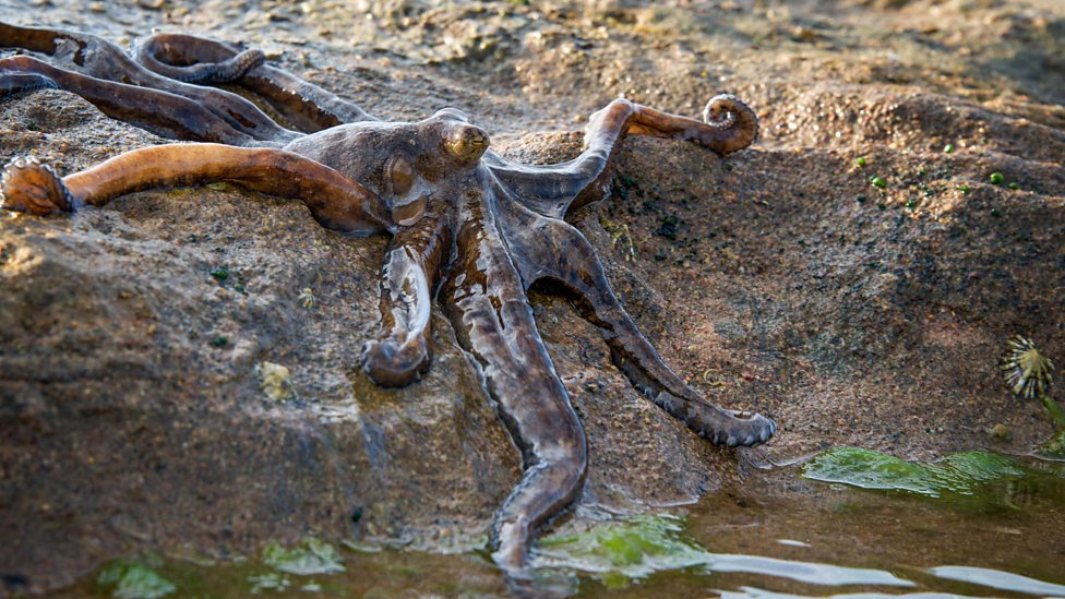 Octopus on dry land